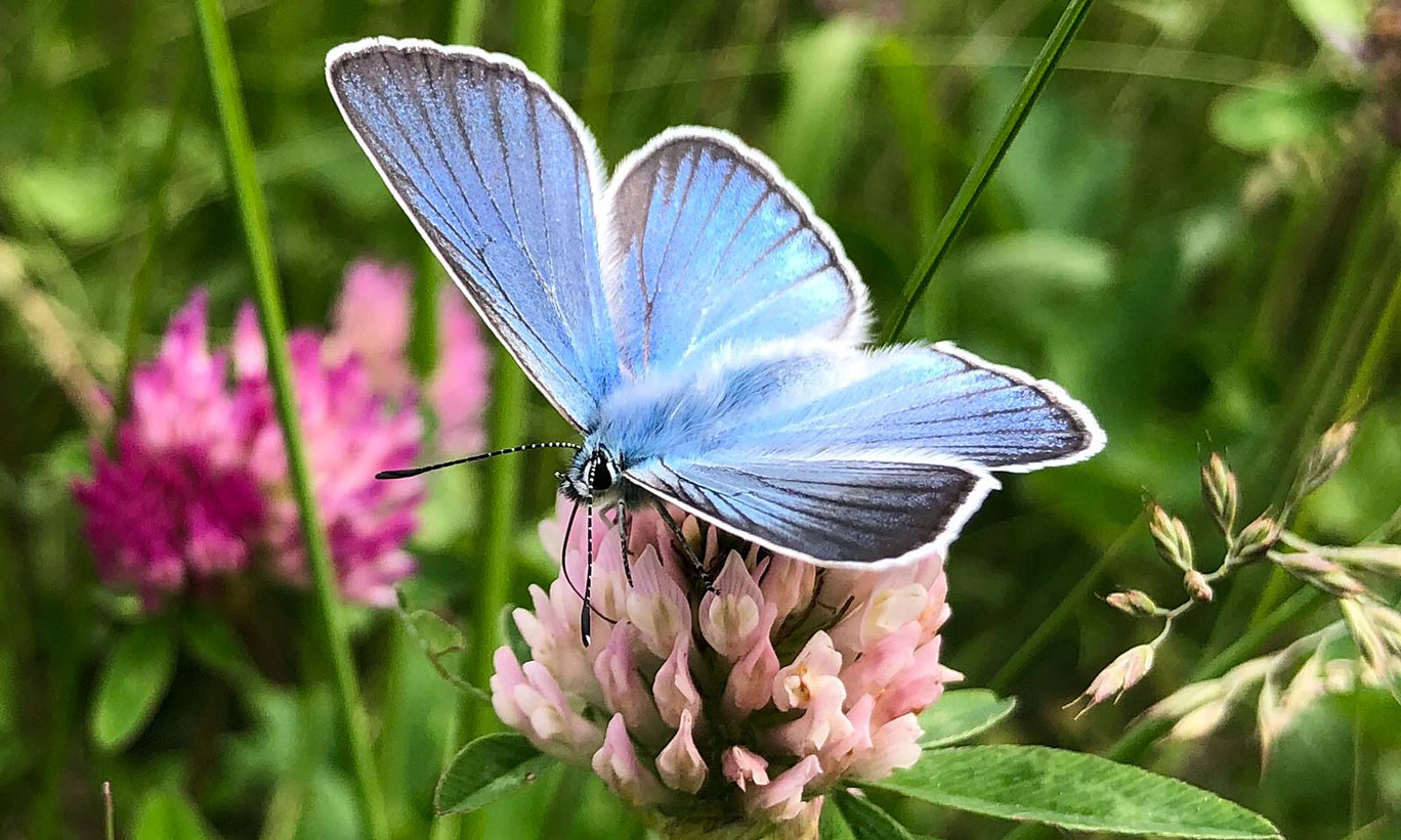 Schmetterling_Hypnose_galweb title=