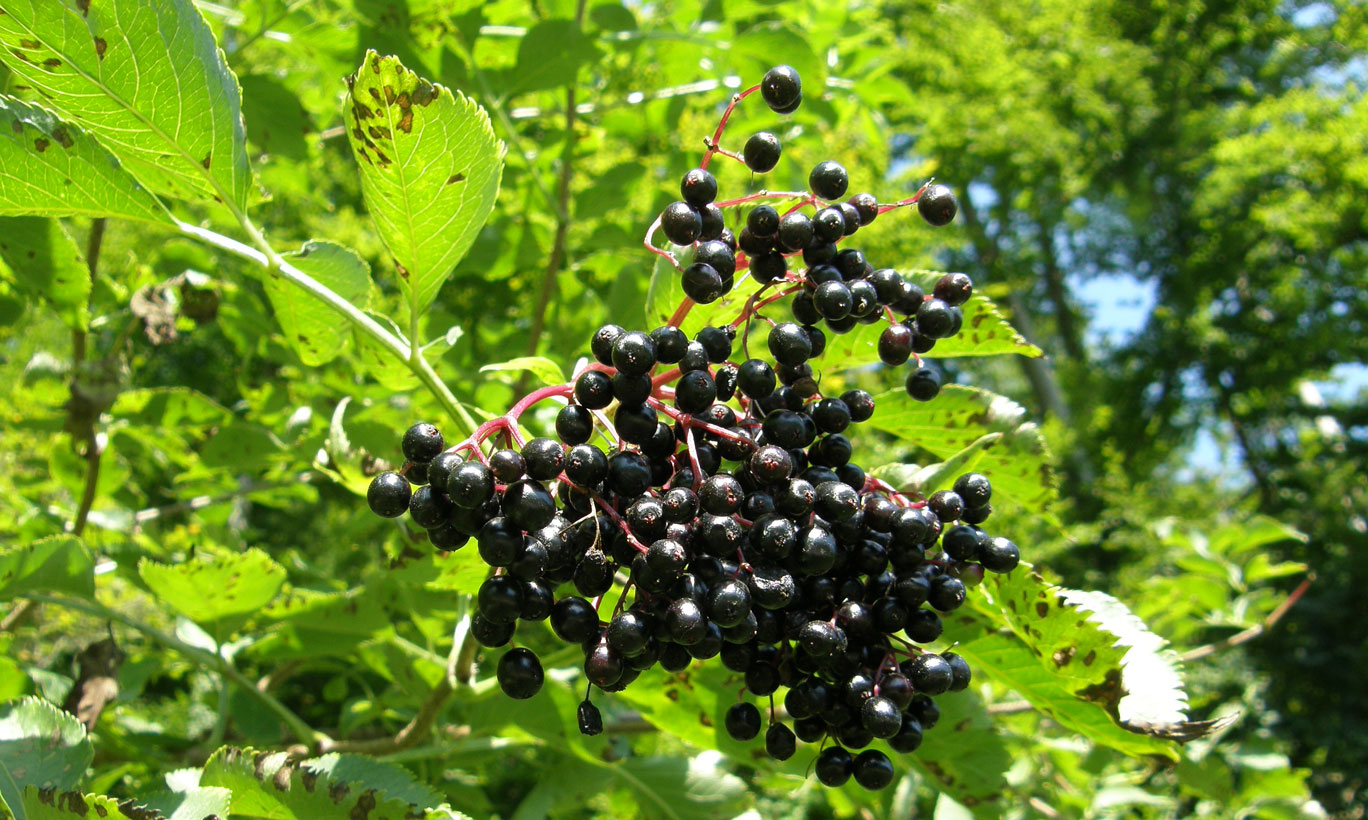 SchwarzerHolunderbeeren_galweb title=