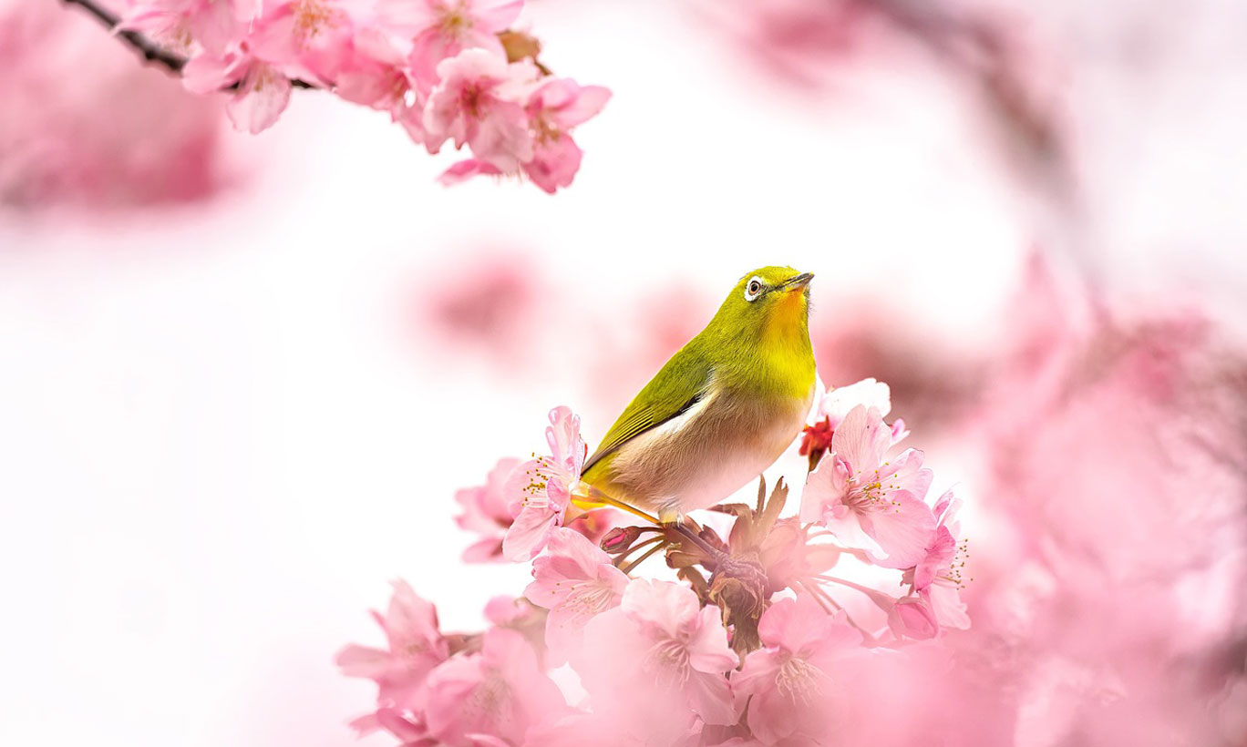Kirschblüten-mit-Vogel_galweb title=