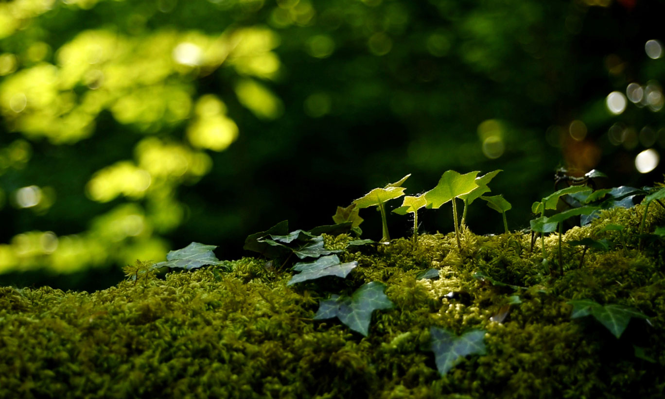 Filmbild_Oneness_Waldstimmung_galweb title=