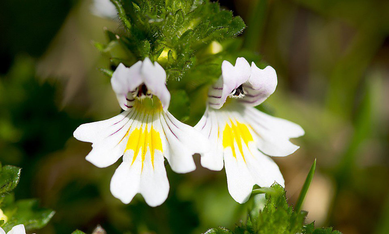 weisse-blüte_galweb title=