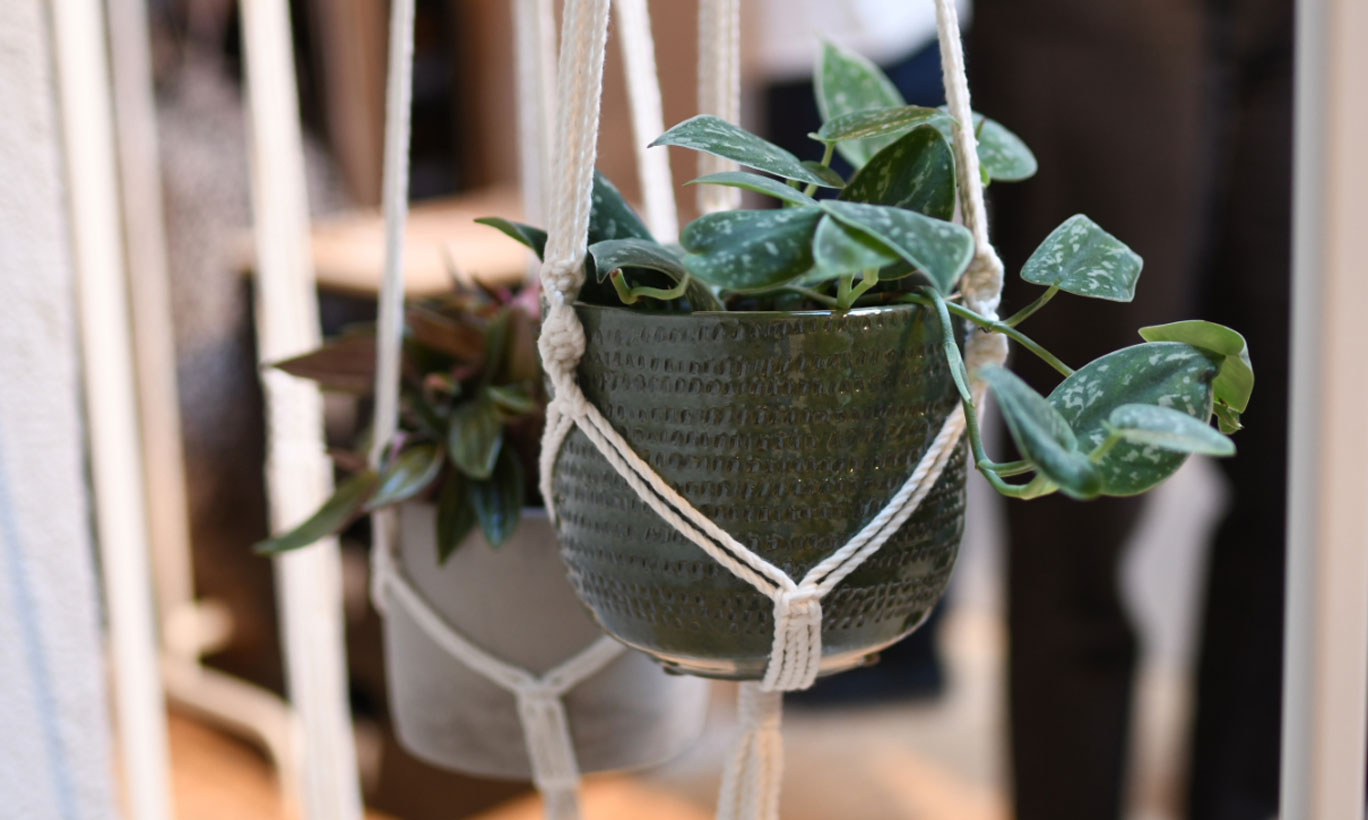 Pflanzenhaenger_galweb title=